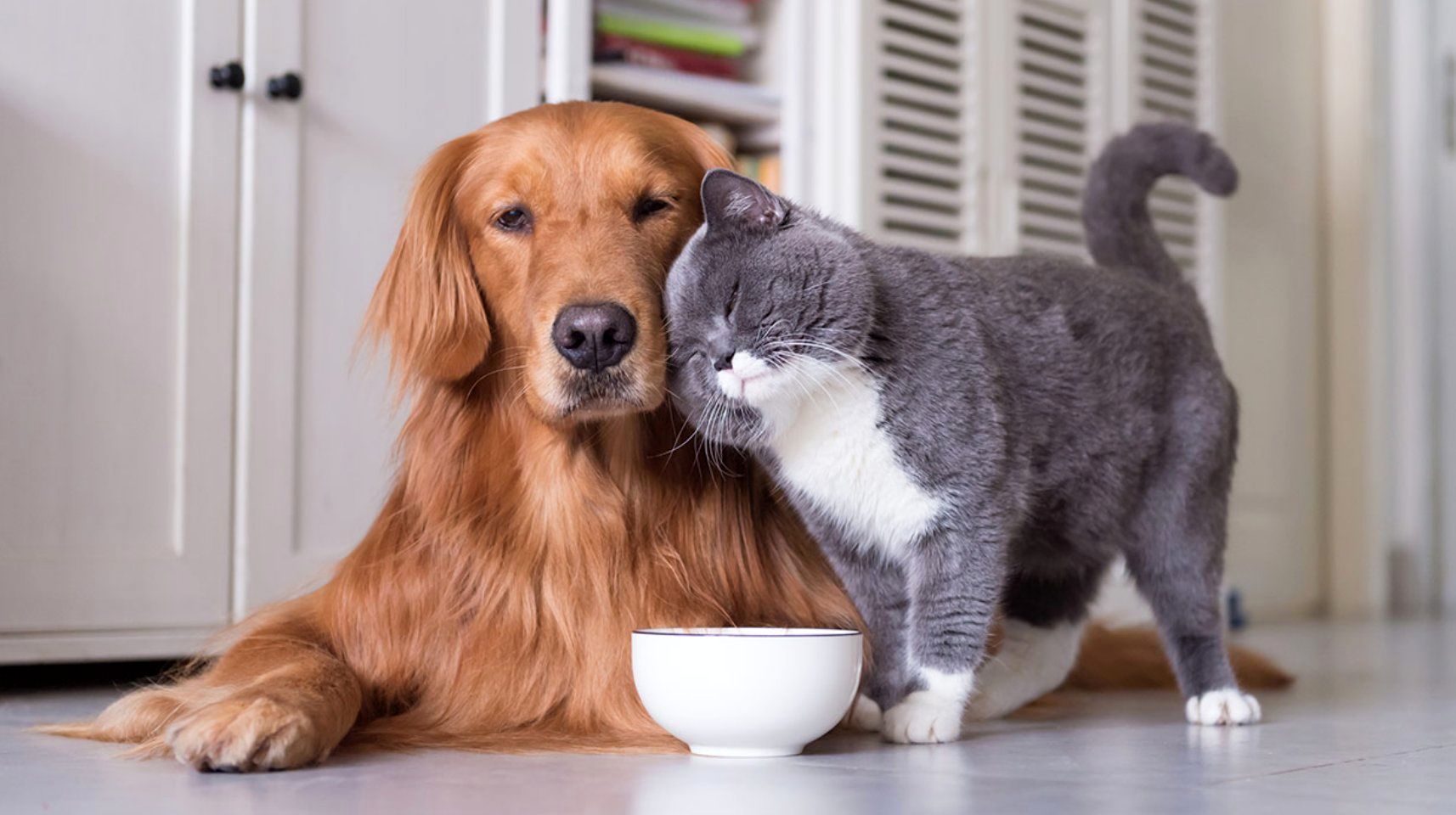 گربه‌ای که خیلی راحت شیر سگ می‌خورد!