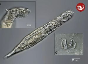 کرم‌های «زامبی» بعد از ۲۴ هزار سال دوباره زنده شدند