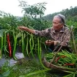 ببینید| غذای روستایی در چین؛ تهیه ترشی و پخت غذا با فلفل 