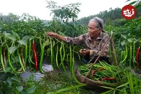 ببینید| غذای روستایی در چین؛ تهیه ترشی و پخت غذا با فلفل 