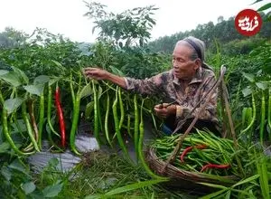 ببینید| غذای روستایی در چین؛ تهیه ترشی و پخت غذا با فلفل 