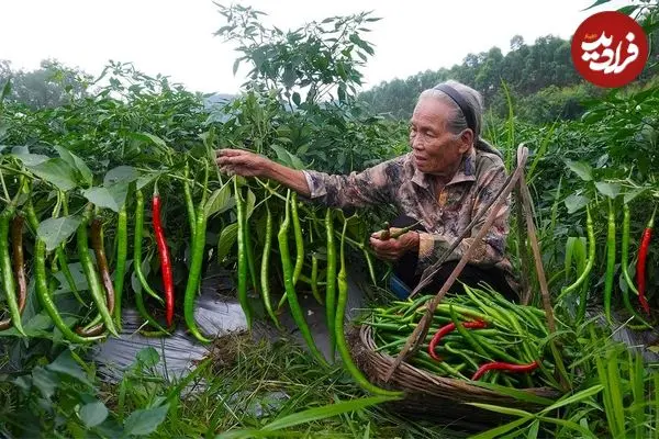 ببینید| غذای روستایی در چین؛ تهیه ترشی و پخت غذا با فلفل 
