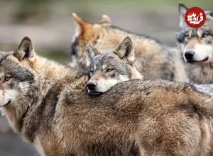 ببینید| حضور گرگ های خاکستری در سمنان