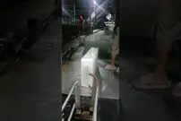 (ویدئو) کارخانه های یخ به این شکل قالب های بزرگ یخ تولید می کنند!