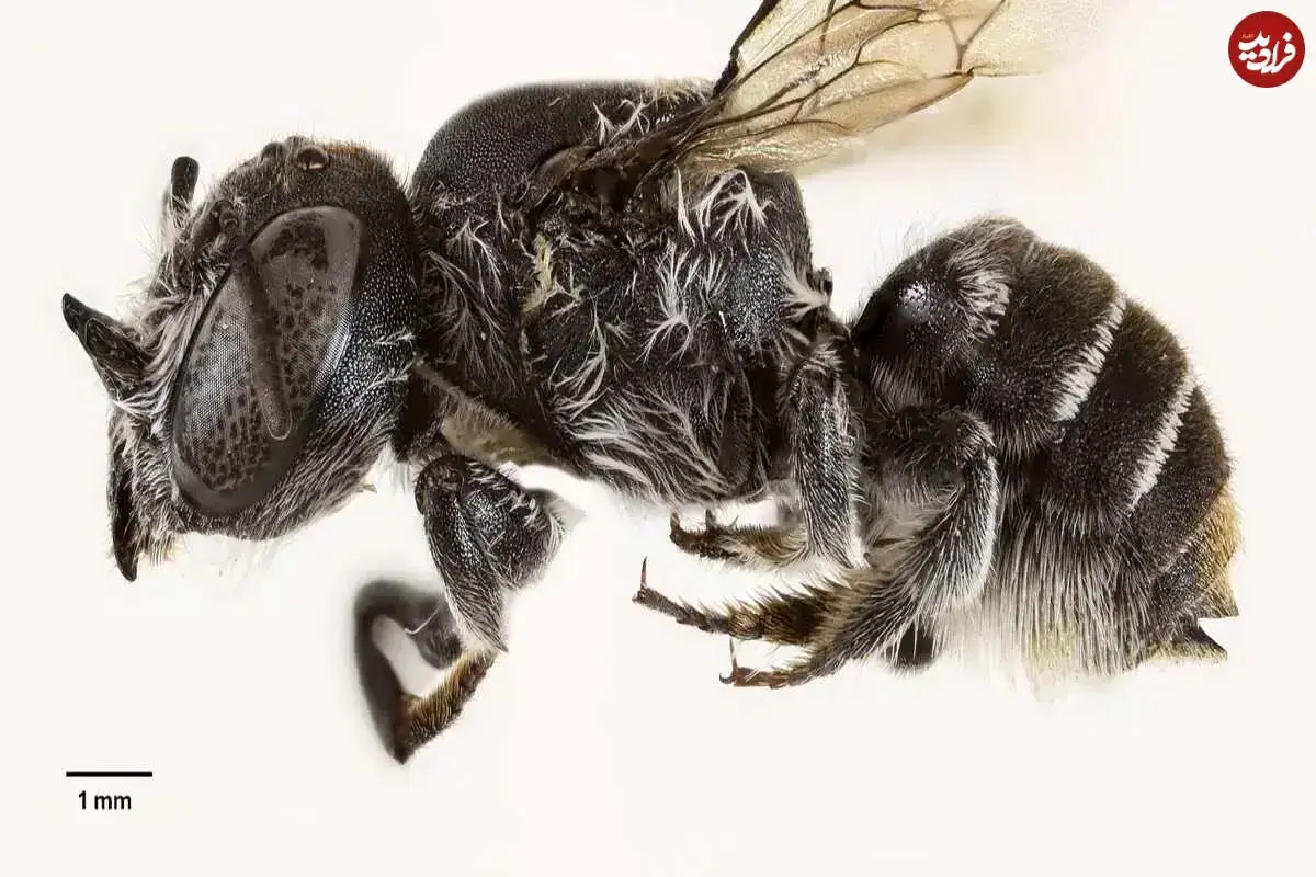 عکس؛ «لوسیفر»؛ کشف زنبوری شبیه به شیطان در استرالیا که روی سرش شاخ دارد!