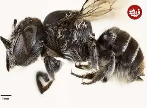 عکس؛ «لوسیفر»؛ کشف زنبوری شبیه به شیطان در استرالیا که روی سرش شاخ دارد!