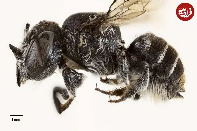 عکس؛ «لوسیفر»؛ کشف زنبوری شبیه به شیطان در استرالیا که روی سرش شاخ دارد!