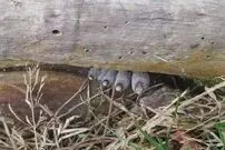 (عکس) صحنه خوفناک روبه‌رو شدن با انگشتان مرده در جنگل