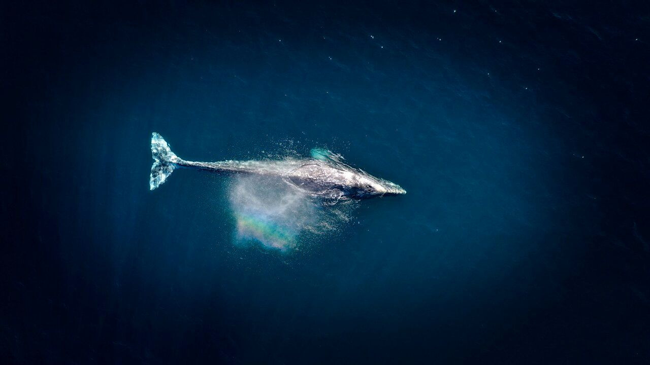 (عکس) نهنگ ۵۲؛ تنهاترین نهنگ اقیانوس!