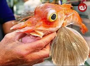 ببینید| غذای خیابانی در ژاپن؛ تهیه دو مدل غذا با ماهی پرنده نارنجی در اوکیناوا