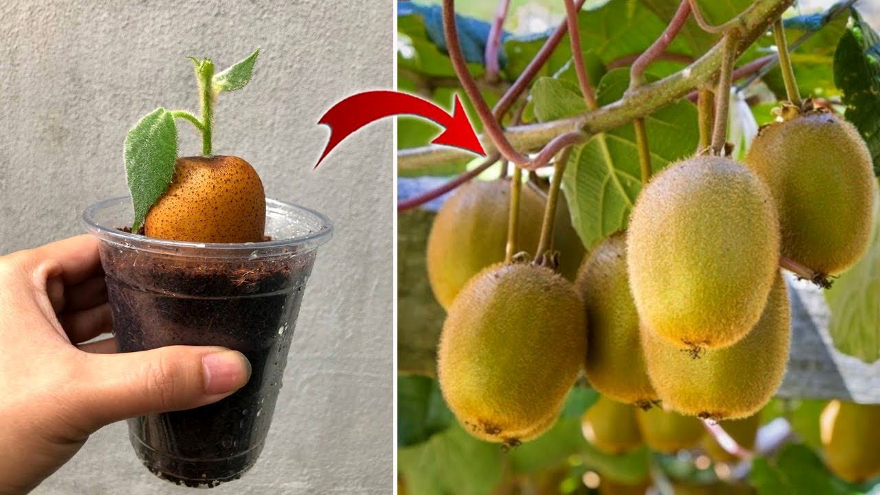 (ویدئو) یک روش ساده برای پرورش درخت کیوی در خانه از طریق میوه