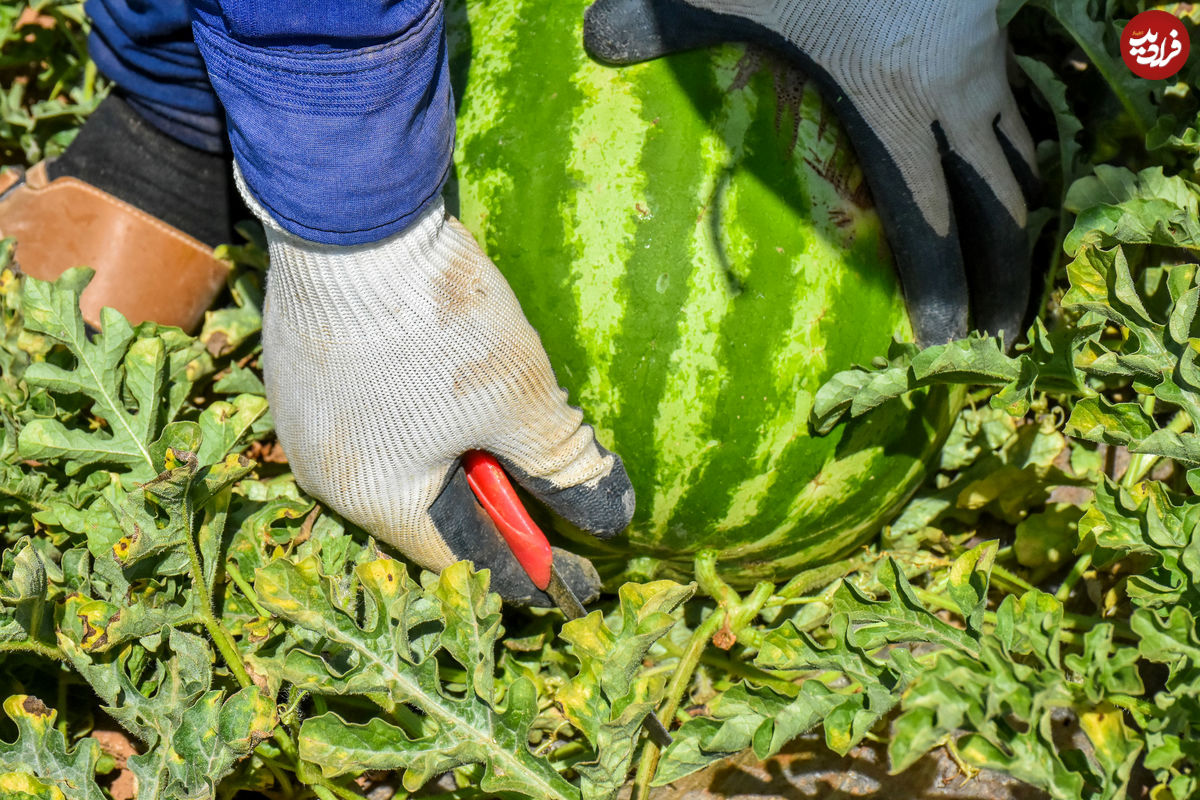 به این نوع هندوانه اصلا لب نزنید!