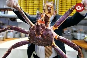 ببینید| غذای خیابانی در آمریکا؛ برش و پخت غذا با شاه خرچنگ آلاسکایی در نیویورک