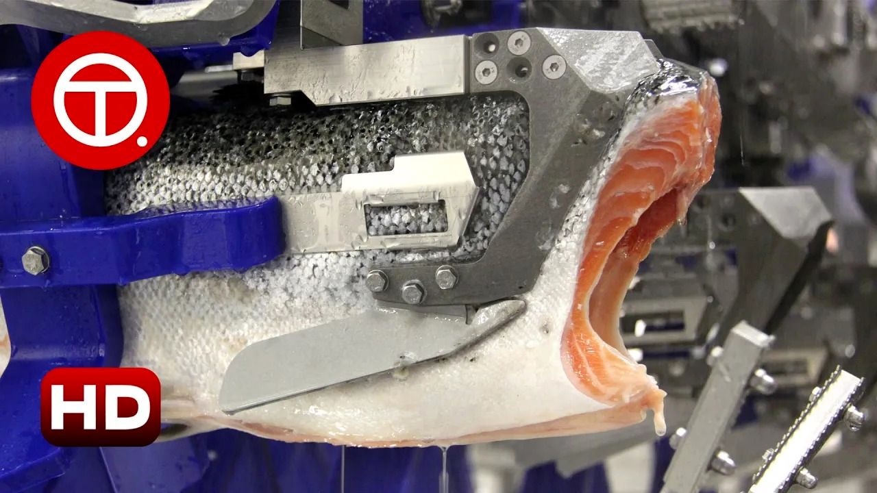 (ویدئو) فرایند مدرن و خارق العاده برش زدن و بسته بندی ماهی سالمون و قزل آلا در یک کارخانه