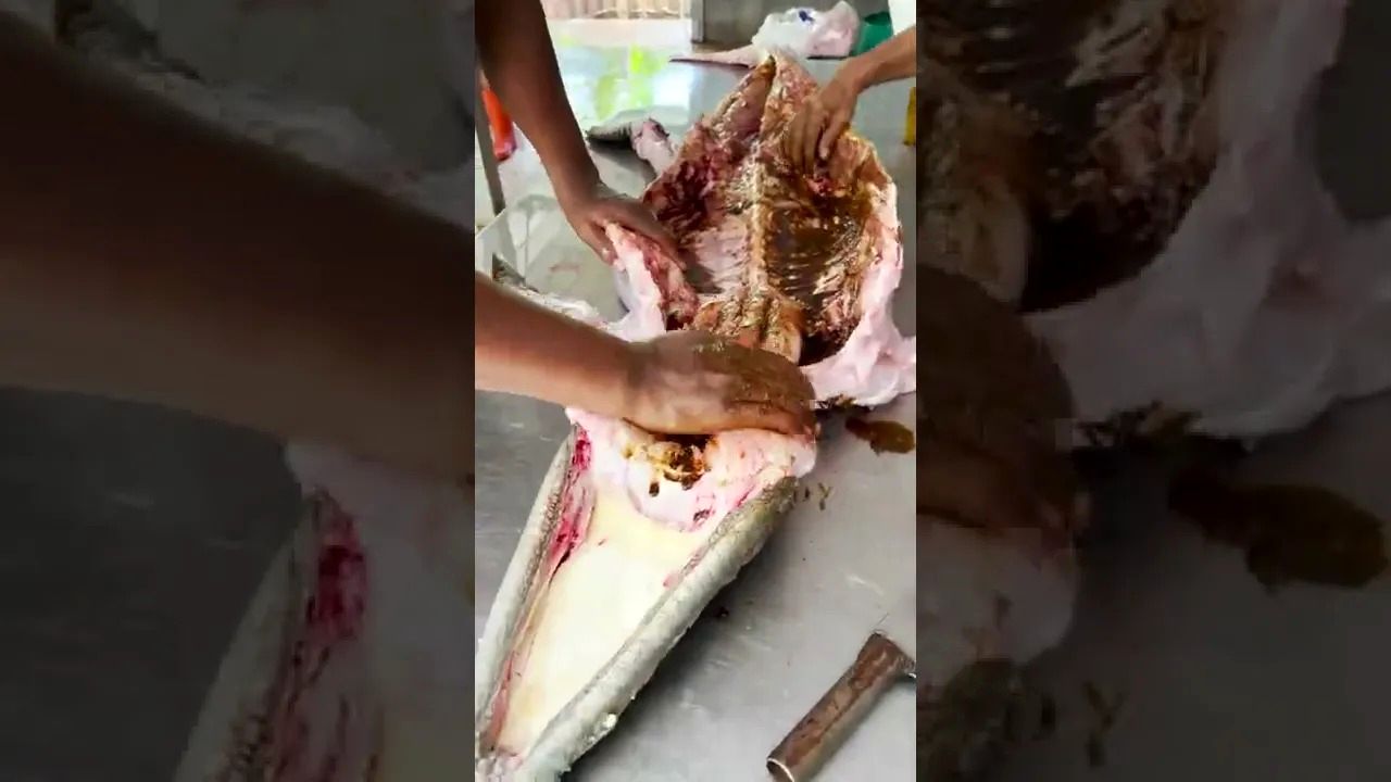 (ویدئو) برش زدن و کباب کردن تمساح 70 کیلوگرمی توسط آشپز مشهور تایلندی