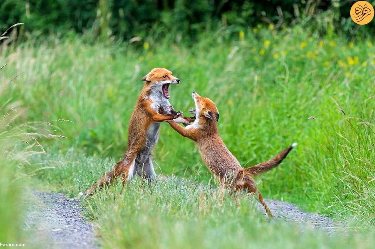 (تصاویر) عکاسی از دعوای شدید روباه‌ها با لباس استتار