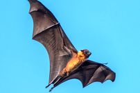 دانشمندان می‌گویند «خفاش‌ها» در مغزشان چیزی شبیه سیستم GPS دارند