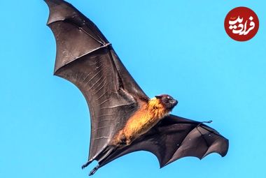 دانشمندان می‌گویند «خفاش‌ها» در مغزشان چیزی شبیه سیستم GPS دارند