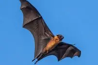 دانشمندان می‌گویند «خفاش‌ها» در مغزشان چیزی شبیه سیستم GPS دارند