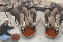 (ویدئو) بزرگترین مزرعه پرورش گوزن سیاه در پاکستان؛ فرآیند غذا دادن را ببینید