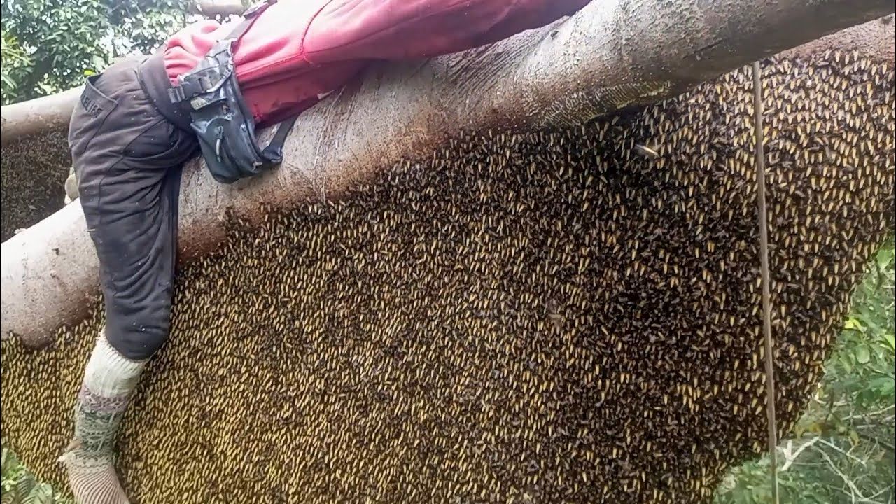 (ویدئو) برداشت عسل وحشی غول پیکر 16 کیلوگرمی توسط شکارچی اندونزیایی