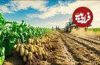 ببینید| فرآیند کاشت و برداشت صدها تن بادام زمینی و تولید کره بادام زمینی در آمریکا