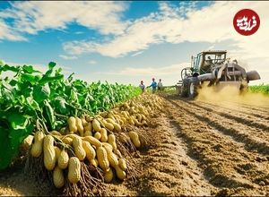 ببینید| فرآیند کاشت و برداشت صدها تن بادام زمینی و تولید کره بادام زمینی در آمریکا