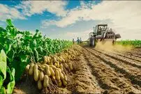ببینید| فرآیند کاشت و برداشت صدها تن بادام زمینی و تولید کره بادام زمینی در آمریکا