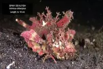 ببینید| چند گونه ماهی عجیب که در اعماق اقیانوس ها راه می روند!