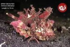 ببینید| چند گونه ماهی عجیب که در اعماق اقیانوس ها راه می روند!