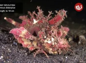 ببینید| چند گونه ماهی عجیب که در اعماق اقیانوس ها راه می روند!