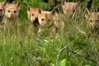 فیلم بامزه از ۷ توله گرگ بازیگوش در پارک گلستان