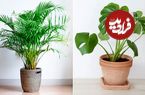  افزایش طول عمر گیاهان با وایتکس!