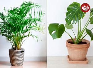  افزایش طول عمر گیاهان با وایتکس!