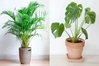  افزایش طول عمر گیاهان با وایتکس!