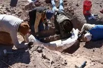 (عکس) کنده درخت، گنج ۱۲ هزار ساله از آب درآمد 