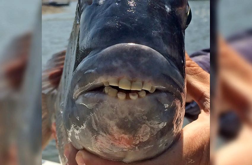 (تصاویر) ماهی عجیبی که دندان‌هایی شبیه دندان انسان دارد!