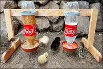 (ویدئو) این دانخوری و آبخوری کاربردی را با بطری نوشابه برای جوجه ها بسازید