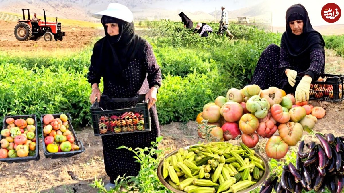 ببینید؛ غذای روستایی در ایران؛ برداشت محصول از مزرعه و تهیه خوراک گوجه و بامیه