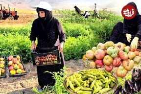ببینید؛ غذای روستایی در ایران؛ برداشت محصول از مزرعه و تهیه خوراک گوجه و بامیه