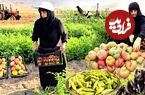 ببینید؛ غذای روستایی در ایران؛ برداشت محصول از مزرعه و تهیه خوراک گوجه و بامیه