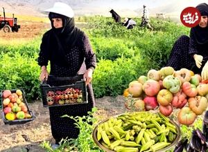 ببینید؛ غذای روستایی در ایران؛ برداشت محصول از مزرعه و تهیه خوراک گوجه و بامیه