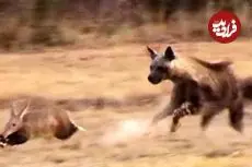 ببینید| تعقیب و گریز دیدنی کفتار قهوه ای و مورچه خوار