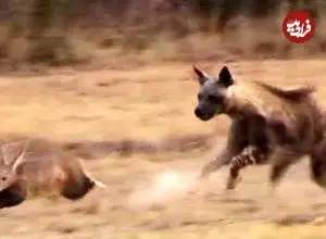 ببینید| تعقیب و گریز دیدنی کفتار قهوه ای و مورچه خوار