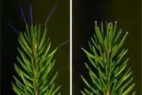 مشاهده درخشش آبی روی برگ‌ درختان؛ توضیح علمی پدیده‌ای تماشایی