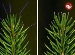 مشاهده درخشش آبی روی برگ‌ درختان؛ توضیح علمی پدیده‌ای تماشایی