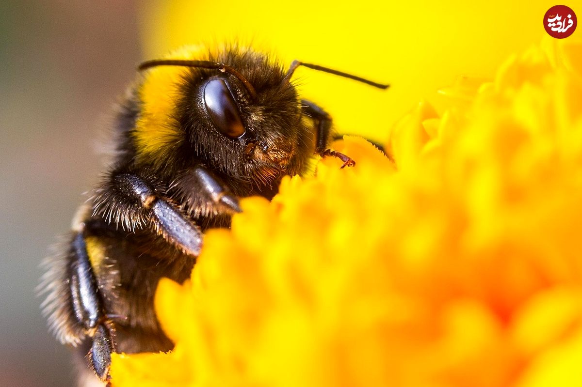 زنبورهای عسل چه چیزهایی را به خاطر می‌سپرند؟