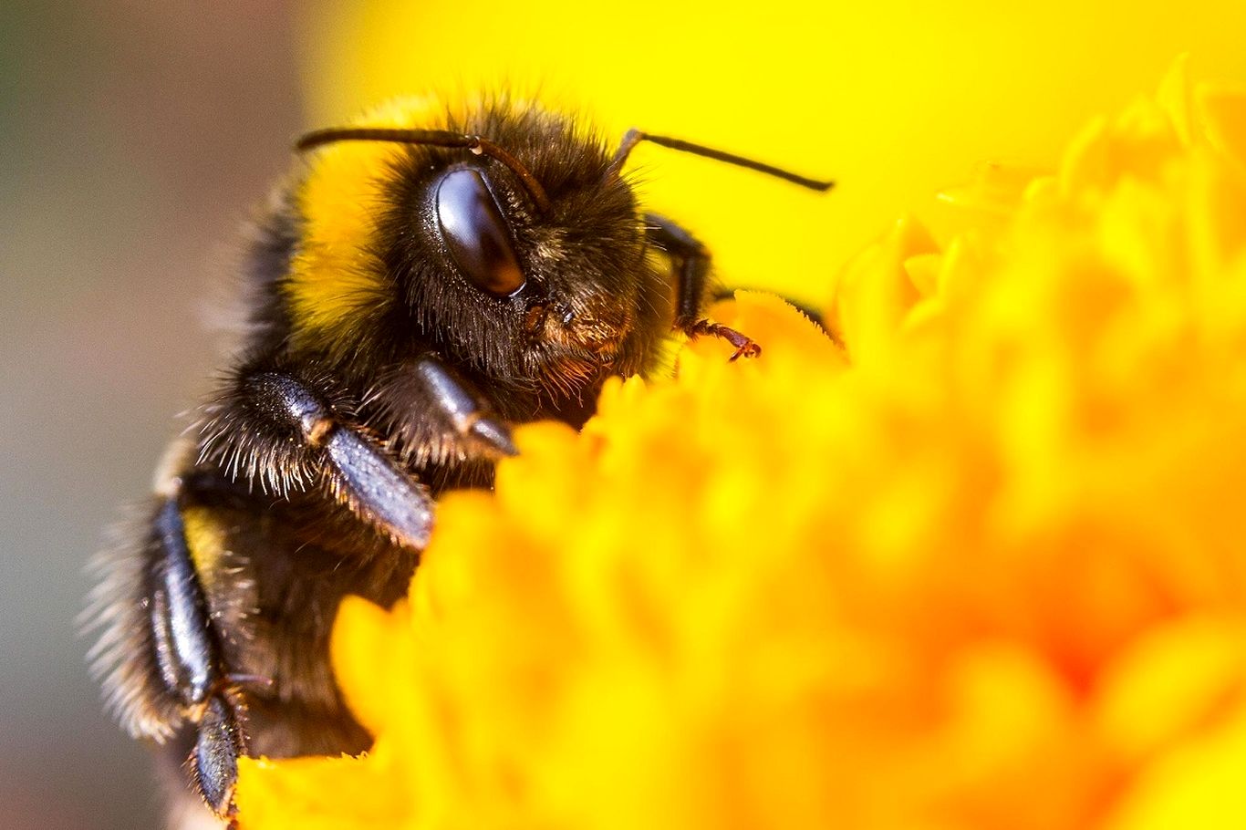 زنبورهای عسل چه چیزهایی را به خاطر می‌سپرند؟