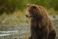 (ویدئو) تکنیک شگفت‌انگیز یک خرس برای گرفتن ماهی از داخل رودخانه