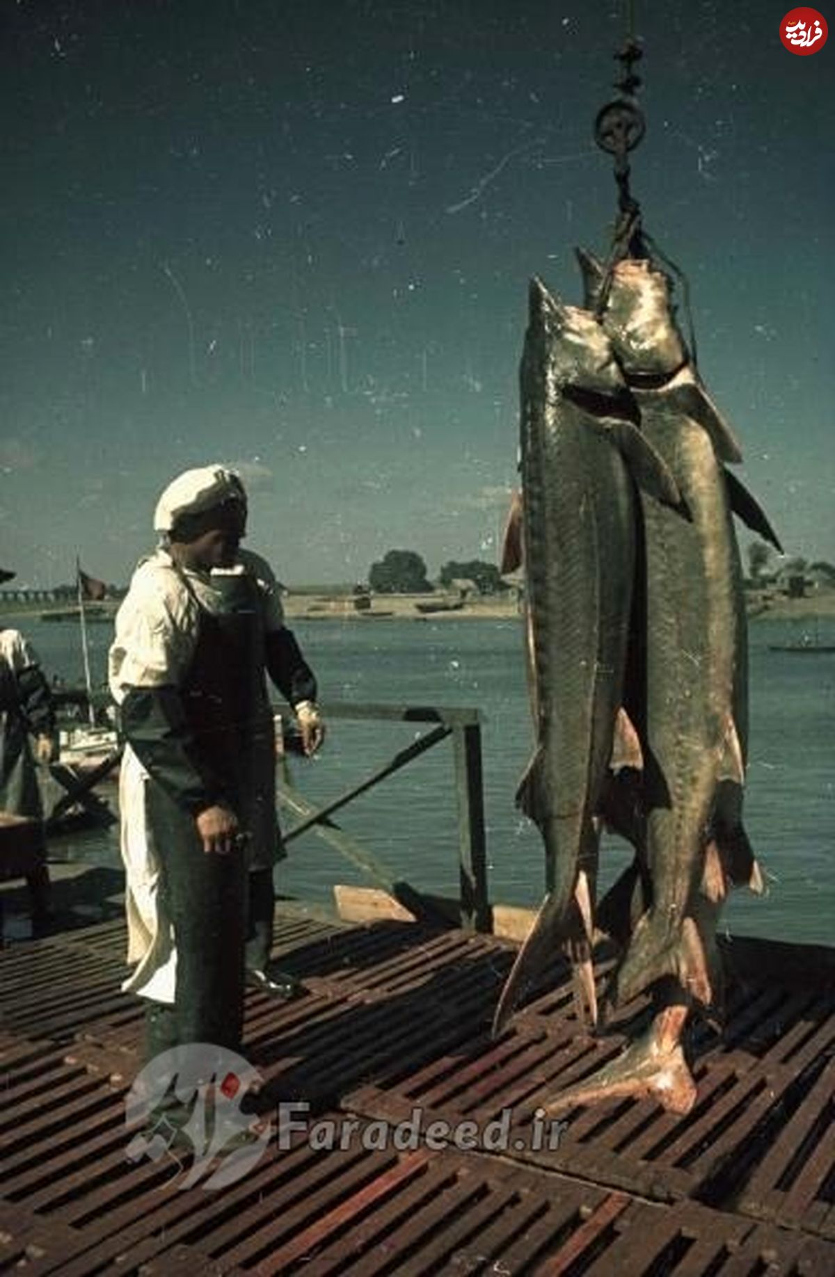 تصاویر/ صید ماهی خاویار در خزر ۷۵ سال پیش